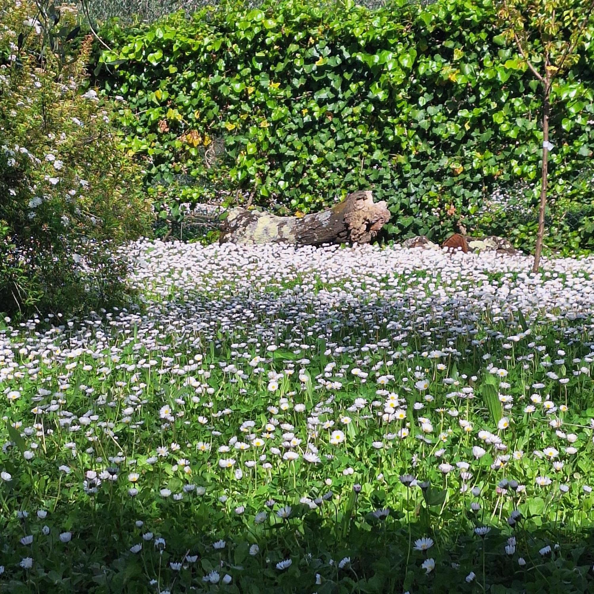 Dimora Nel Chianti Pensionat San Sano Exteriör bild
